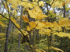 Acer tegmentosum