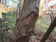 Acer tegmentosum