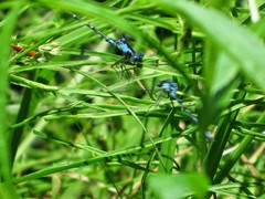 Chromagrion conditum