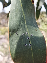 Pseudozaphanera wariensis