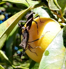 Leptoglossus chilensis