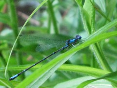 Chromagrion conditum