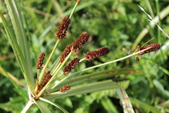 Cyperus ligularis