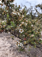 Leptospermum coriaceum