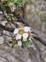 Leptospermum coriaceum