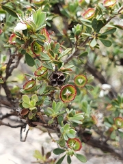 Leptospermum coriaceum