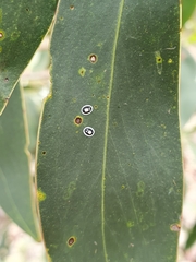 Pseudozaphanera wariensis