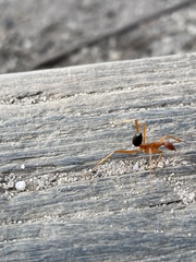 Leptomyrmex nigriventris