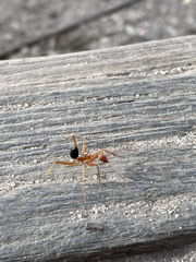 Leptomyrmex nigriventris