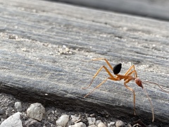 Leptomyrmex nigriventris