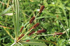 Cyperus ligularis
