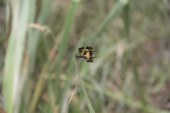 Rhyothemis variegata