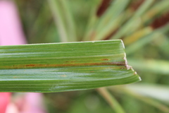 Cyperus ligularis