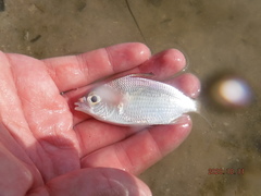 Eucinostomus gula