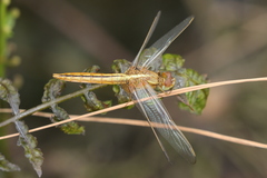 Crocothemis servilia