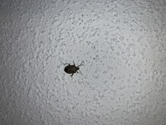 Halyomorpha halys