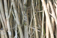 Orthetrum sabina