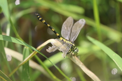 Ictinogomphus rapax