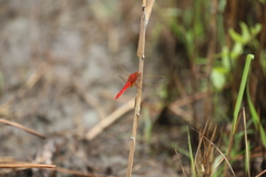 Crocothemis servilia