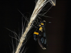 Amata sperbius