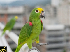 Amazona ochrocephala