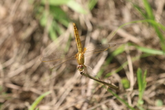 Crocothemis servilia