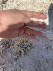 Enceliopsis nudicaulis