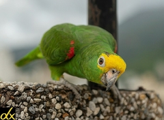 Amazona ochrocephala