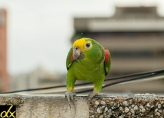 Amazona ochrocephala