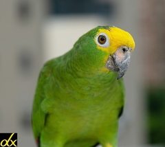 Amazona ochrocephala