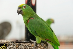Amazona ochrocephala