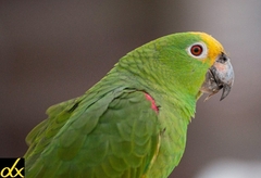 Amazona ochrocephala