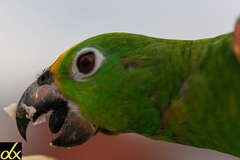 Amazona ochrocephala