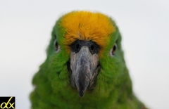 Amazona ochrocephala