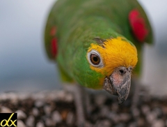 Amazona ochrocephala