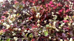 Alternanthera