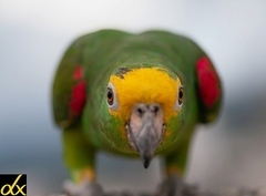 Amazona ochrocephala