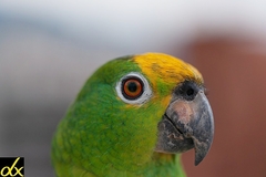 Amazona ochrocephala