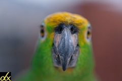 Amazona ochrocephala