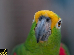 Amazona ochrocephala