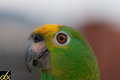 Amazona ochrocephala