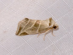 Plagiomimicus mimica