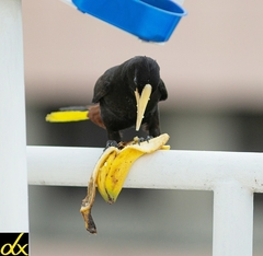 Psarocolius decumanus