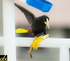 Psarocolius decumanus