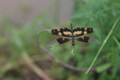 Rhyothemis variegata