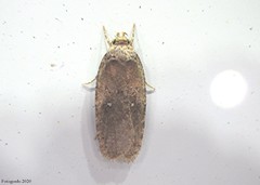 Agonopterix clemensella