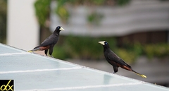 Psarocolius decumanus