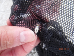 Habroscelimorpha dorsalis saulcyi