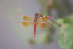 Brachythemis contaminata