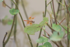 Brachythemis contaminata